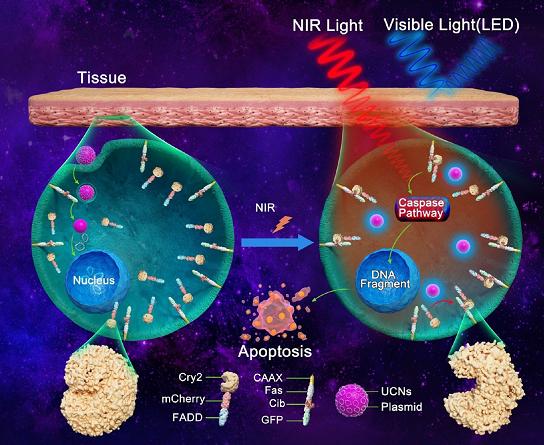 “可视化引导纳米药物研究”取得新进展！肿瘤患者的福音